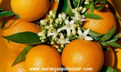 Naranjas de la vega del guadalquivir excelente calidad