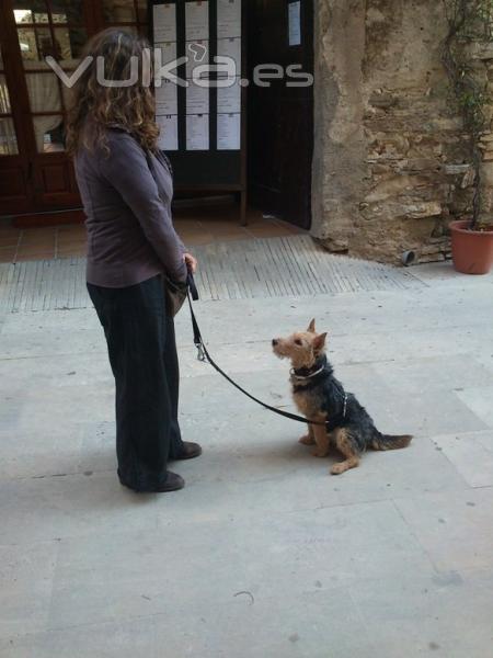 Buba aprendiendo el sienta en la calle