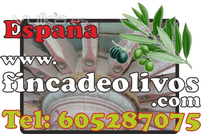 Fincas de olivar en España