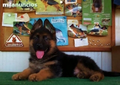 Pastor aleman cachorro macho top en malaga