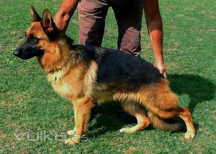 Pastor alemn hembra joven para cra de seleccin en Malaga