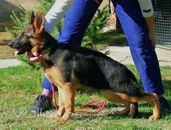 Pastor alemn cachorro hembra sper clase en Malaga