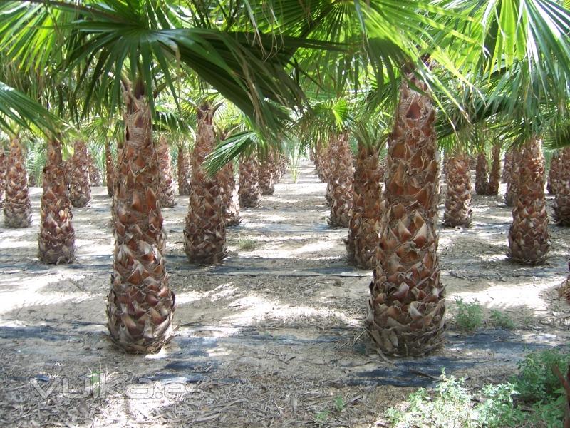 Washingtonia Palmeras