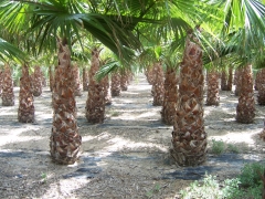 Washingtonia palmeras - foto 2