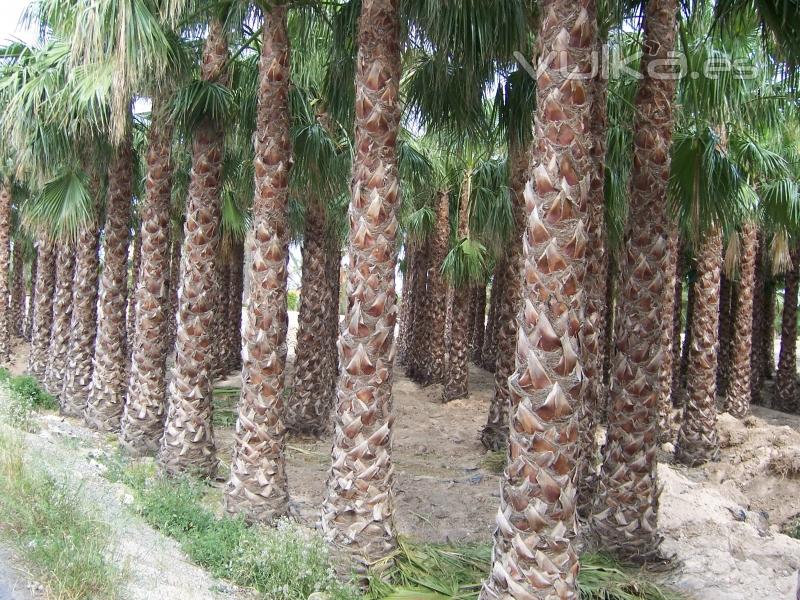 Washingtonia Palmeras