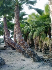 Washingtonia palmeras - foto 12