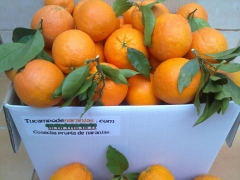 Caja de naranjas que enviamos a nuestros clientes