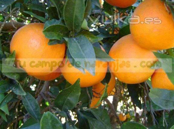 Naranjas naturales, directamente del árbol a su casa.