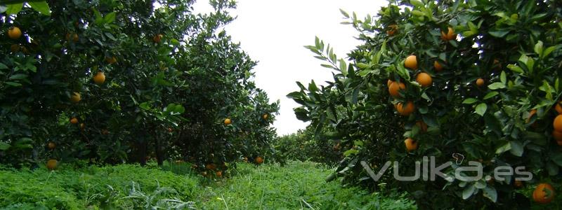 Imagen de nuestros campos en Noviembre, las naranjas estn cogiendo color.