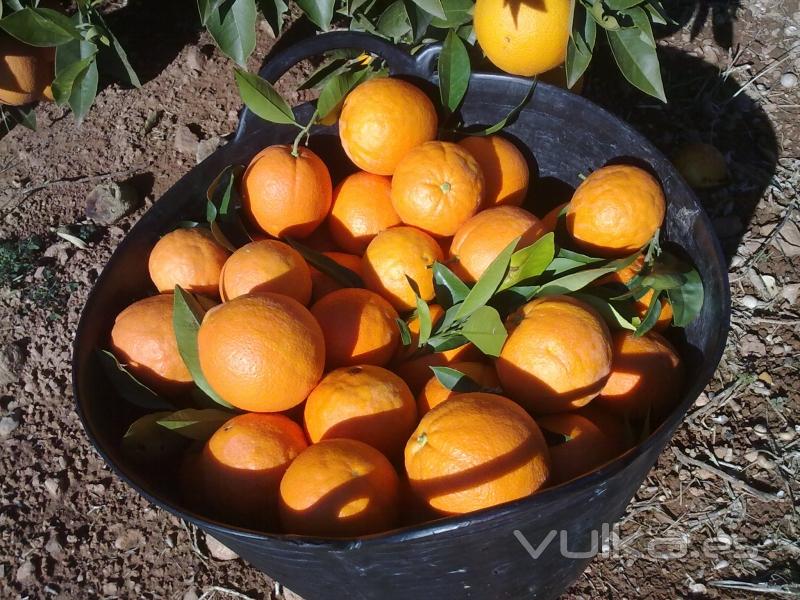 Capazo de naranjas, recin cosechadas y listas para enviar a un cliente.