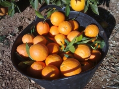 Capazo de naranjas, recin cosechadas y listas para enviar a un cliente.