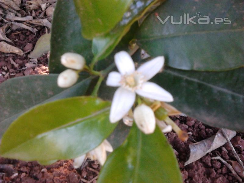 Maravillosa Flor de Azahar, los naranjos se visten de blanco en primavera