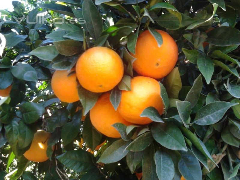 Naranja  variedad navelina, luce explendida a principios de Diciembre