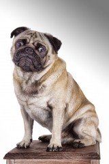 Sesion mascotas