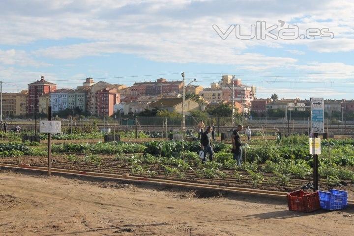 hortelanos en los huertos urbanos