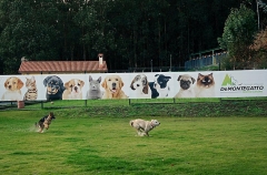 Hotel canino