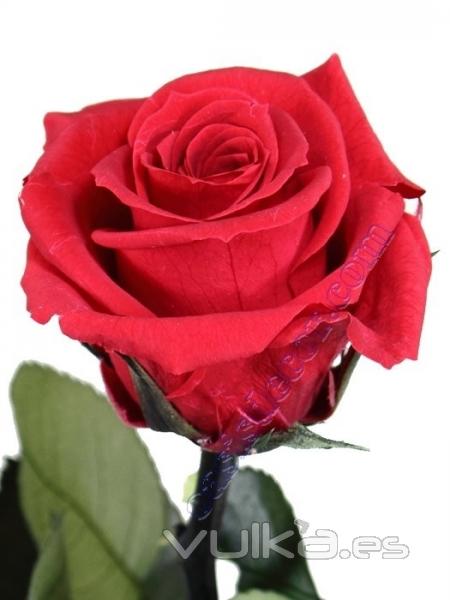 Flores naturales preservadas. Flor rosa roja natural preservada  Oasis Decor