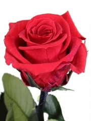 Flores naturales preservadas. flor rosa roja natural preservada  oasis decor