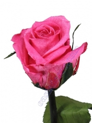 Flores naturales preservadas. flor rosa ciclamen natural preservada  oasis decor