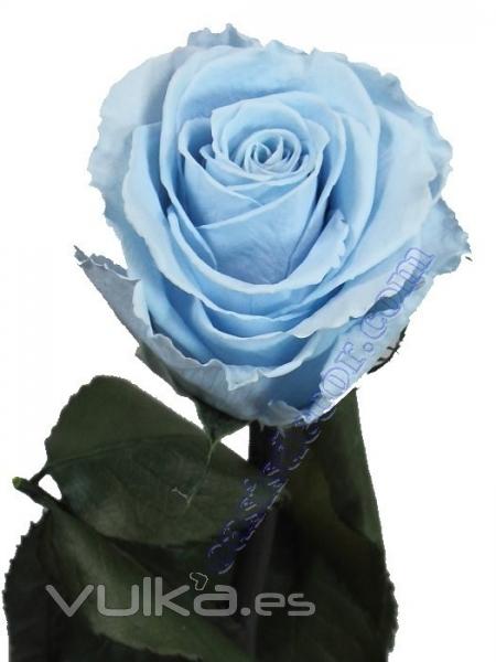 Flores naturales preservadas. Flor rosa azul natural preservada  Oasis Decor