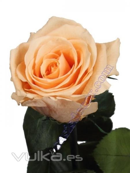 Flores naturales preservadas. Flor rosa salmon natural preservada Oasis Decor