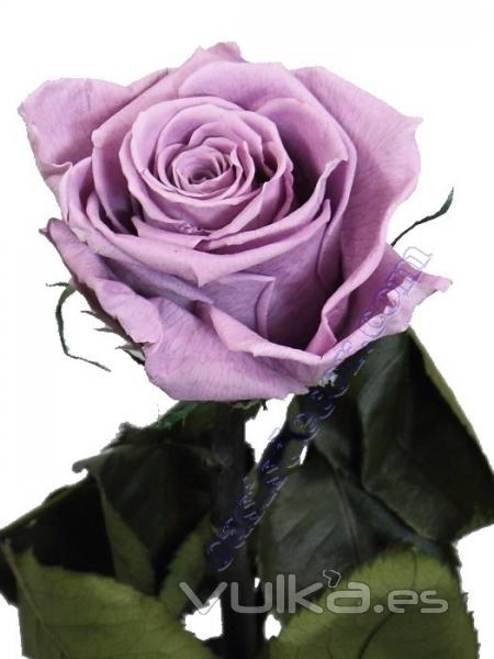 Flores naturales preservadas. Flor rosa lila natural preservada Oasis Decor