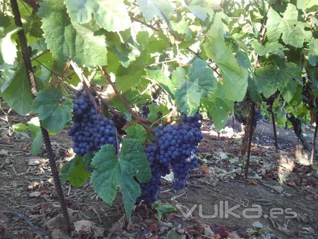 Las uvas de nuestro vino. Vendimia El Barranquillo. Vino Tenerife