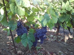 Las uvas de nuestro vino. Vendimia El Barranquillo. Vino Tenerife