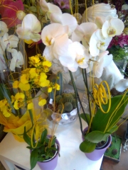 La elegancia de las orquídeas...