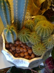 Arreglo de cactus en base de cerámica .