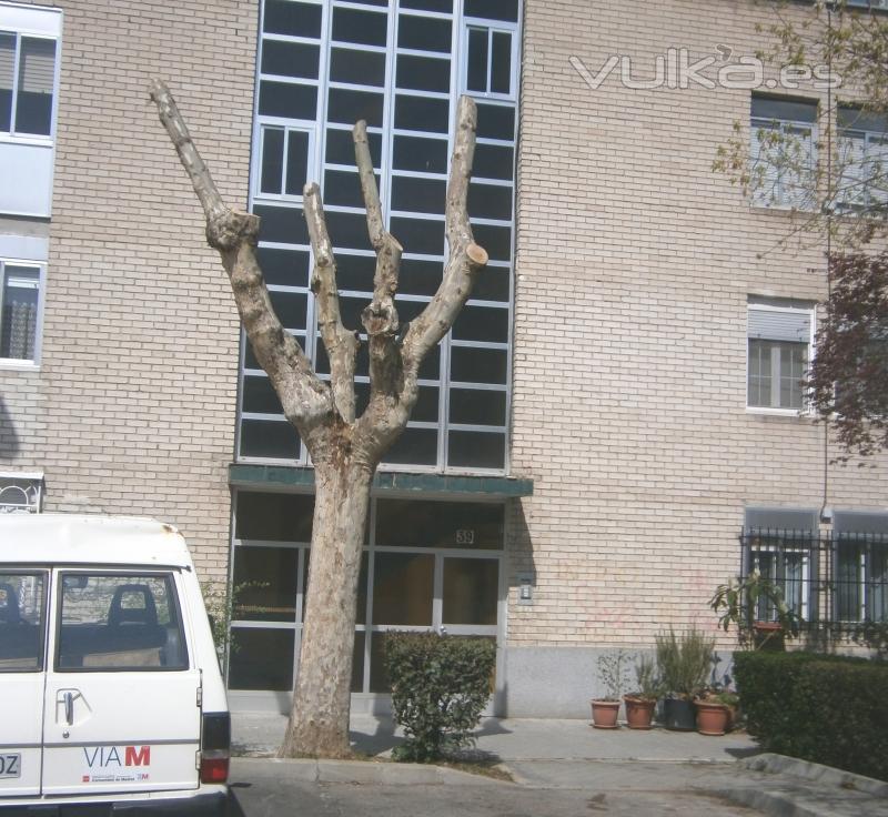 Poda de Platanus Hispanica