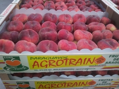 Paraguayos - espaa - zaragoza - ricla frutas agrotrain s.l