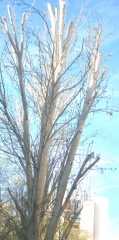 Poda  de populus alba