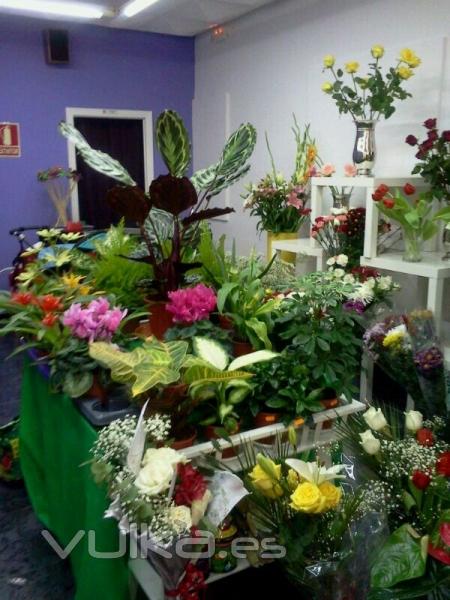 Interior de Kalatea, floristera, eventos y decoracin