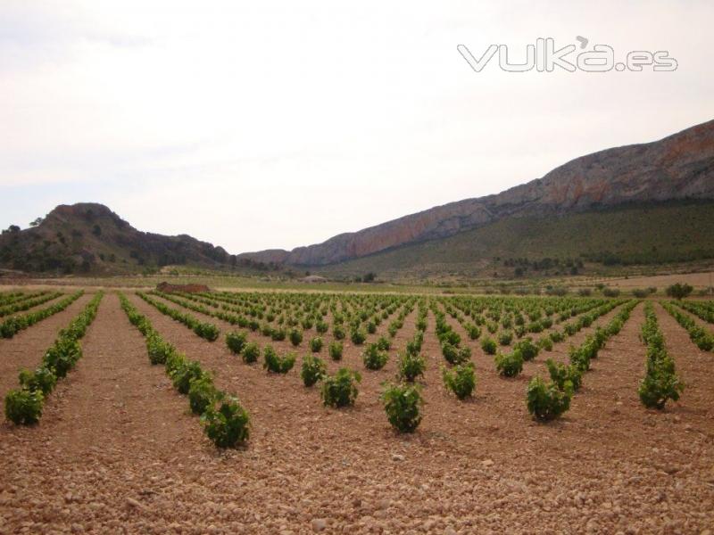 Bodegas Monterebro, D.O. Jumilla