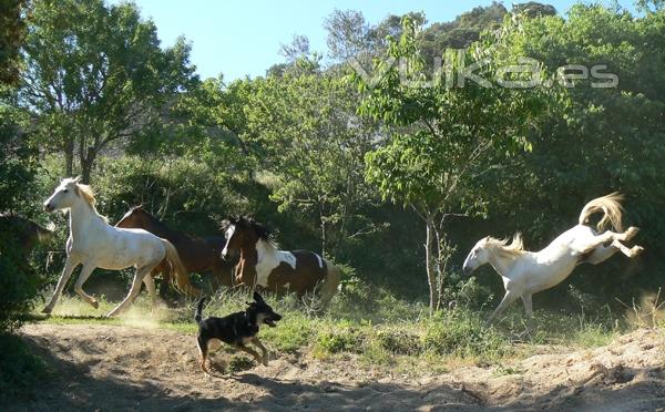 Caballos en libertad