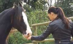 Terapias con caballos