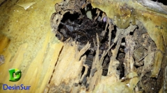 Tarima atacada por termitas