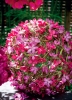 Haz tu decoracin ms atractiva con nuestras Plantas y Flores Artificiales de la mayor calidad.