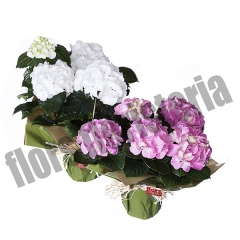Envio de flores y plantas a domicilio