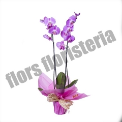 Orquideas para enviar de regalo