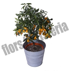 Enviar plantas de regalo