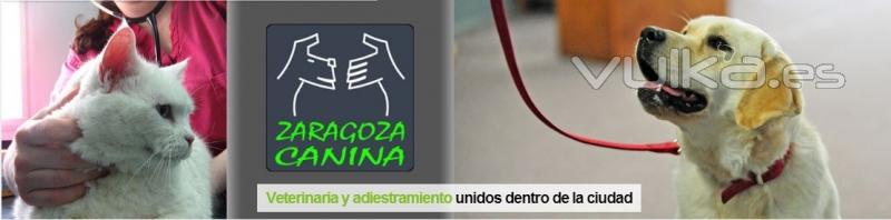 Veterinaria y Adiestramiento unidos en Zaragoza