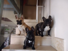 Peluquería Canina Frenchieperbote