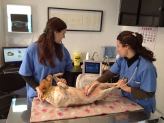 CLÍNICA VETERINARIA LOS LLANOS