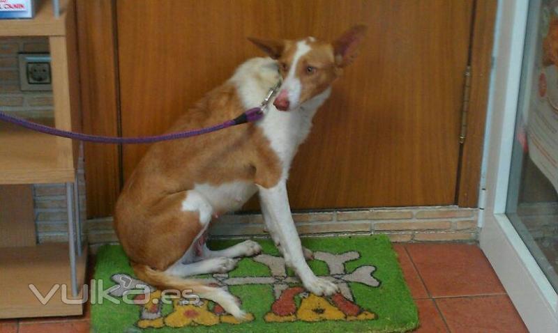 PRUNA, podenca joven, tranquila y cariosa. Interesados en adoptar llamar 655 68 58 59 