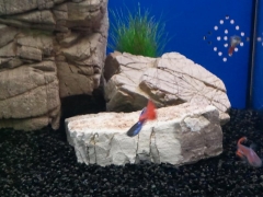 Peces y decoración de alta calidad