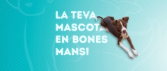Foto 19 accesorios mascotas en Tarragona - Les Corts Clnica Veterinria
