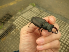 Estudios de fauna