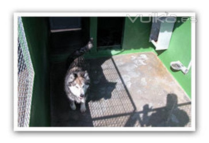 residencia perros de cazadores